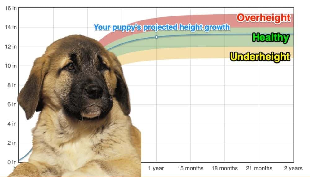 Anatolian Shepherd Dog Height+Growth Chart How Tall Will My Anatolian